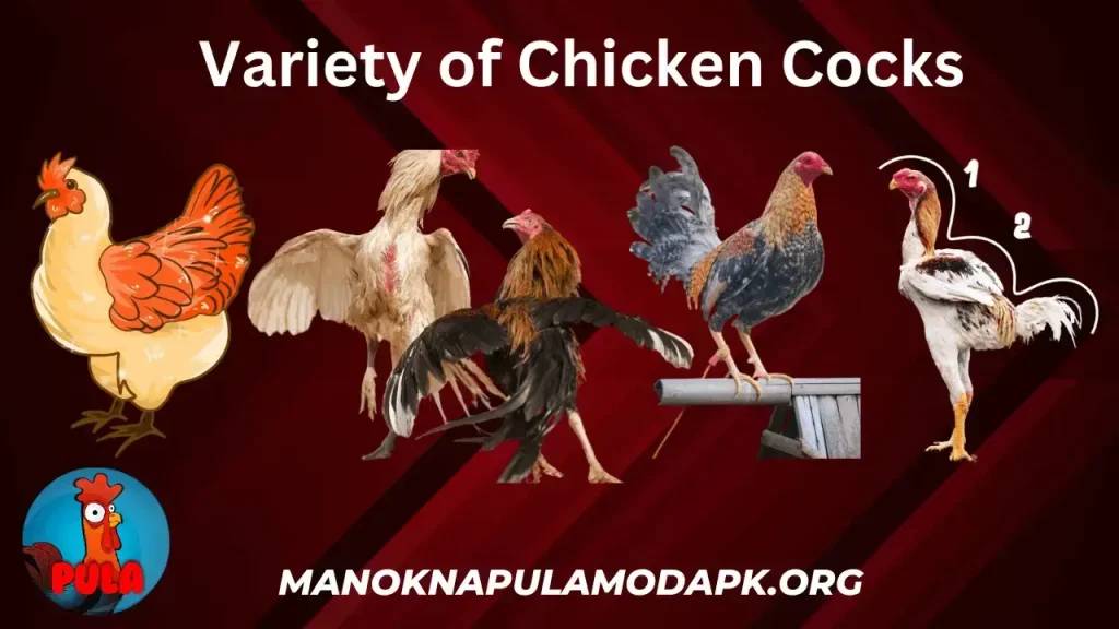 manok na pula mod menu unlock all chicken and max level